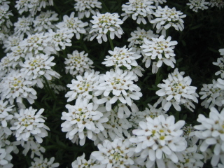 gallery_4383_531_42861.jpg