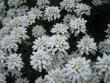 tn_gallery_4383_531_42861.jpg
