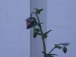 tn_gallery_9109_317_1989.jpg