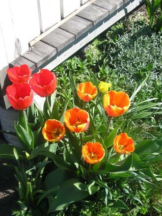 gallery_5006_557_58270.jpg