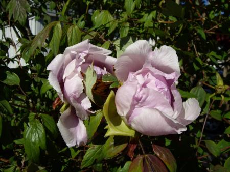 gallery_8251_555_134841.jpg