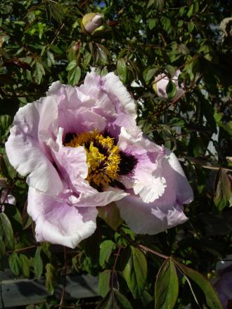 gallery_8251_555_173097.jpg