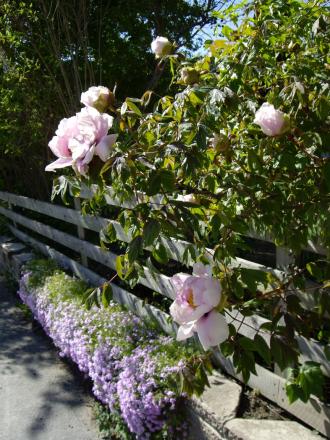 gallery_8251_555_173937.jpg