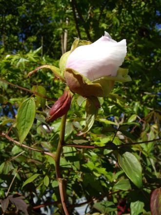 gallery_8251_555_187157.jpg