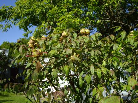 gallery_8251_555_222940.jpg