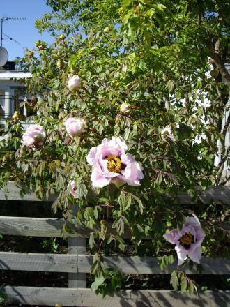 gallery_8251_555_447595.jpg