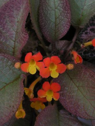 gallery_9736_554_95942.jpg