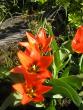 tn_gallery_5006_557_77396.jpg