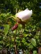 tn_gallery_8251_555_187157.jpg