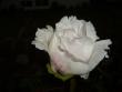 tn_gallery_8251_555_71474.jpg