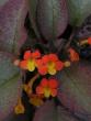 tn_gallery_9736_554_95942.jpg