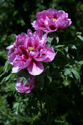 gallery_5447_518_41267.jpg
