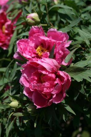 gallery_5447_518_50164.jpg