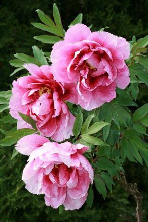 gallery_5447_518_62847.jpg