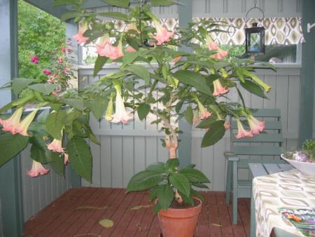 gallery_8418_560_36231.jpg