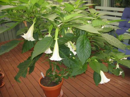 gallery_8418_560_48102.jpg