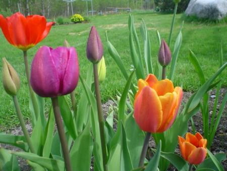 gallery_9983_292_10471.jpg