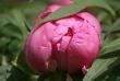 tn_gallery_5447_518_16737.jpg