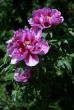 tn_gallery_5447_518_41267.jpg