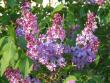 tn_gallery_7918_549_2774.jpg