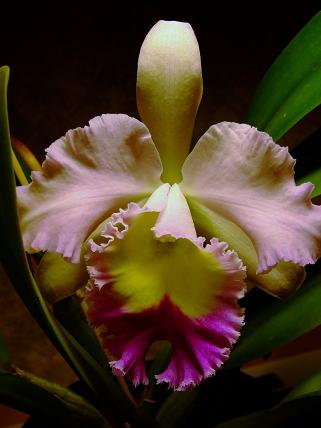 gallery_5447_117_17772.jpg