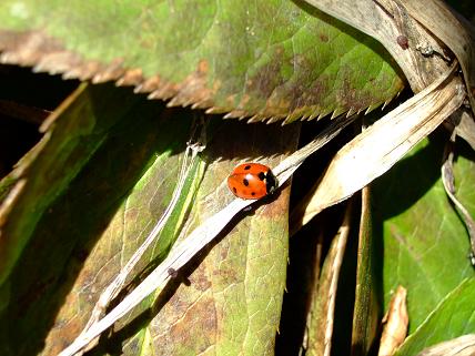 gallery_5447_461_47656.jpg
