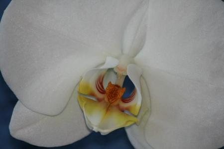 gallery_5447_117_28111.jpg