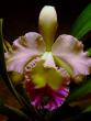 tn_gallery_5447_117_17772.jpg