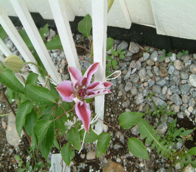 gallery_7440_218_26039.jpg