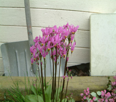gallery_7440_218_42836.jpg