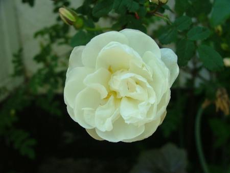 gallery_3347_576_24840.jpg