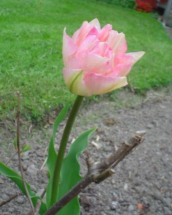 gallery_9983_292_8515.jpg