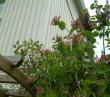 tn_gallery_7440_218_12969.jpg