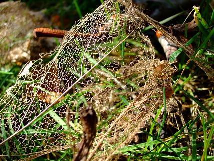 gallery_5447_264_55244.jpg