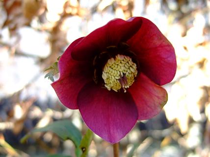 gallery_5447_41_24968.jpg
