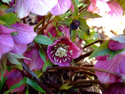 gallery_5447_41_3576.jpg