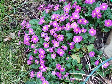 gallery_5447_41_43687.jpg