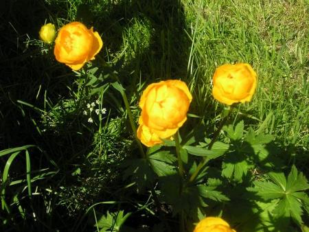 gallery_5006_197_35920.jpg