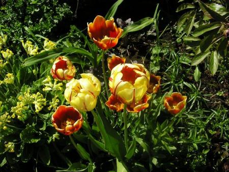 gallery_5006_557_9285.jpg