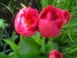 tn_gallery_5006_557_5372.jpg