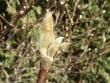 tn_gallery_5447_41_2736.jpg