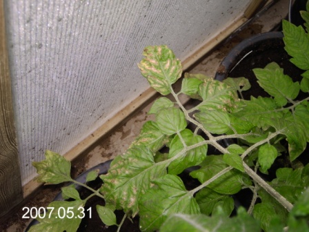 gallery_8540_234_21114.jpg