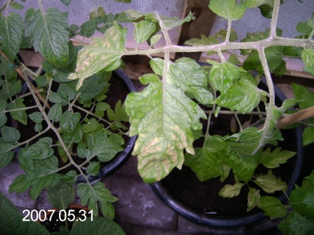 gallery_8540_234_37005.jpg