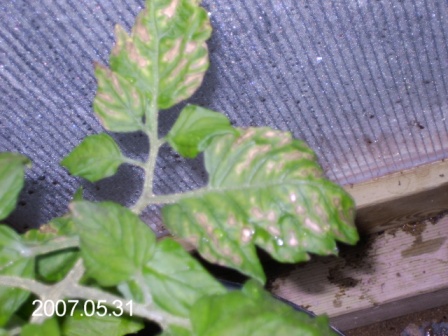 gallery_8540_234_46826.jpg