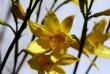 tn_gallery_4816_75_35485.jpg