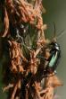 tn_gallery_4816_75_43944.jpg