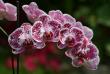 tn_gallery_5447_117_30815.jpg