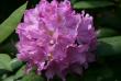 tn_gallery_5447_41_24182.jpg
