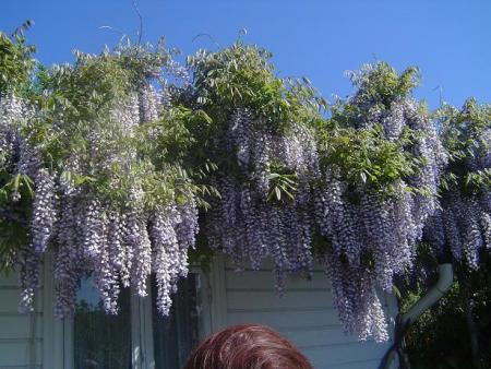 gallery_3388_602_10210.jpg