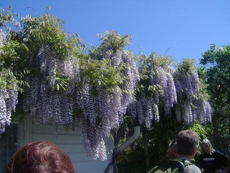 gallery_3388_602_21651.jpg